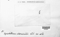 Synchytrium mercurialis image